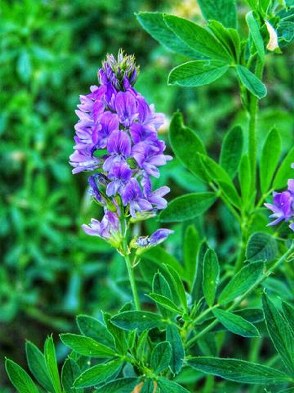 alfalfa_leaf__45075