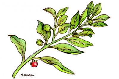 Ashwagandha_3x2