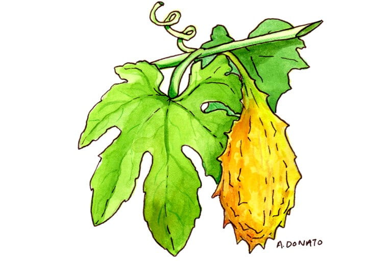 Bittermelon003_3x2