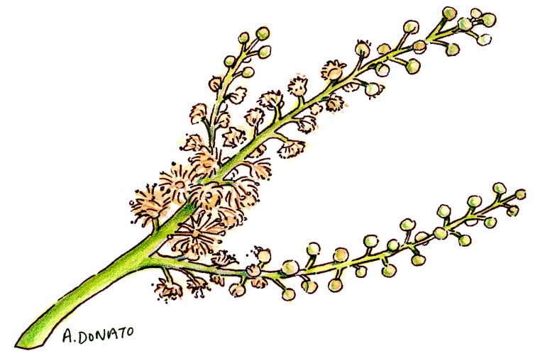 Black-Cohosh001_3x2