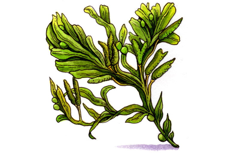 Bladderwrack003_3x2