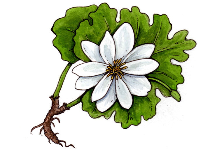 Bloodroot001_3x2
