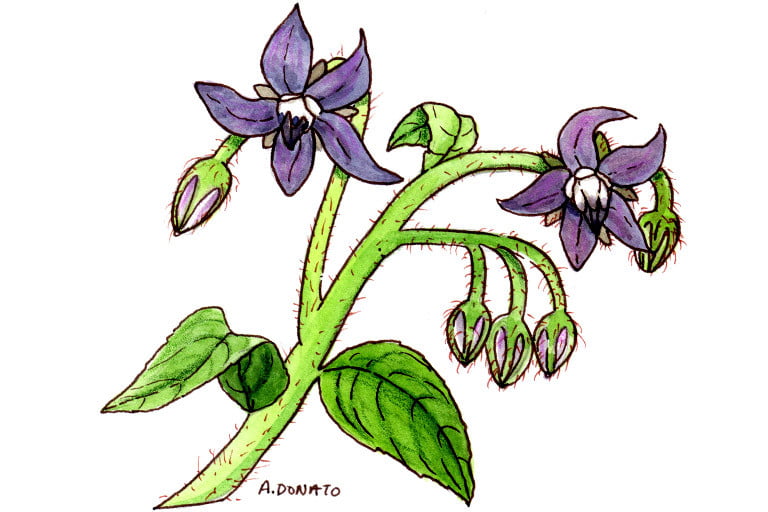Borage003_3x2