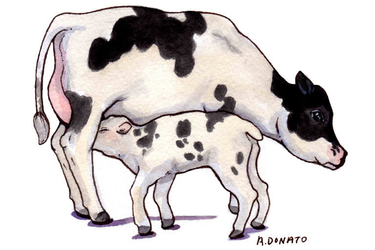 Bovine-Colostrum002_3x2