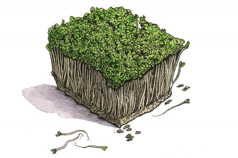 Broccoli-sprouts_3x2