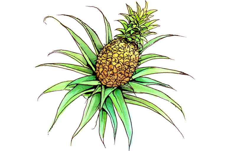Bromelain003_3x2