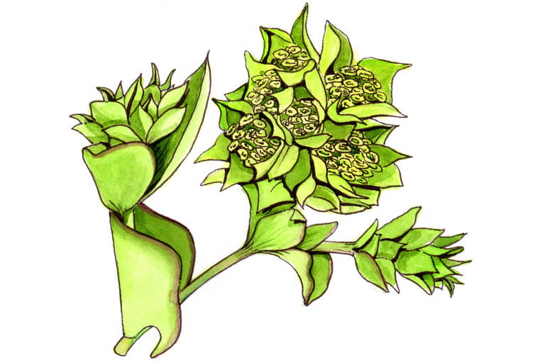 Bupleurum004_3x2