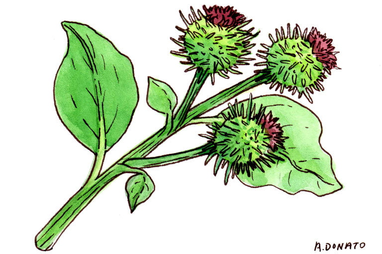 Burdock001_3x2