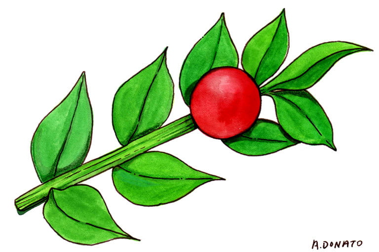 Butchers-Broom001_3x2