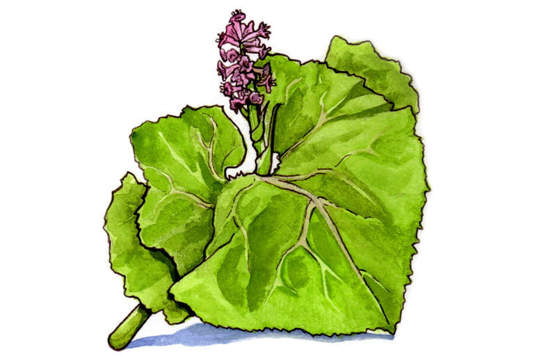 Butterbur002_3x2