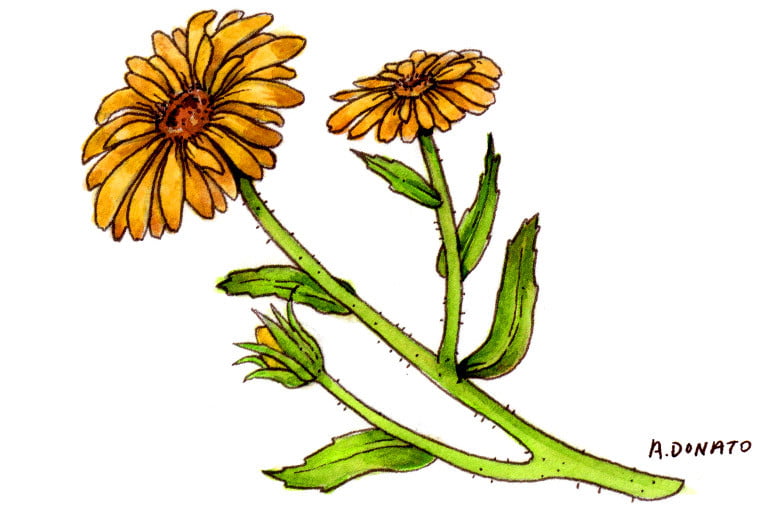Calendula001_3x2
