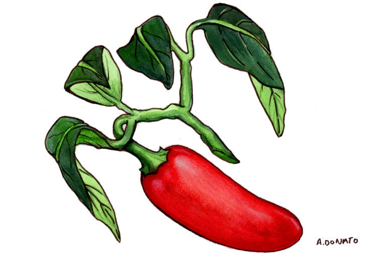 Cayenne008_3x2