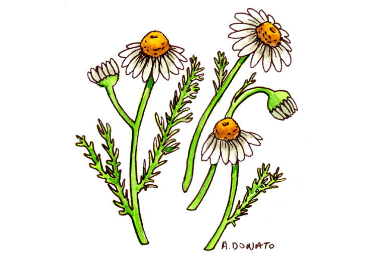 Chamomile011_3x2
