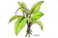 Cholesterol-spinach062_3x2