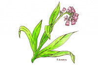 Comfrey003_3x2