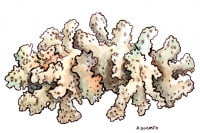 Coral-Calcium005_3x2