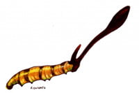 Cordyceps006_3x2