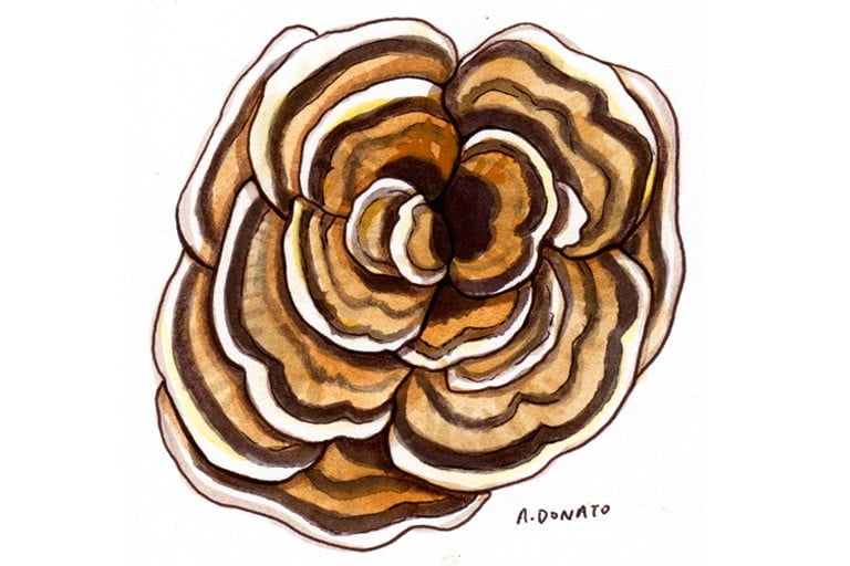 Coriolus-versicolor001_3x2