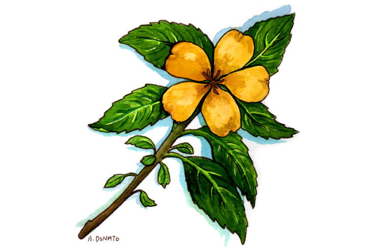 Damiana003_3x2