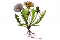 Dandelion004_3x2