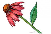 Echinacea007_3x2