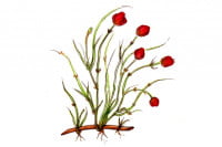 Ephedra010_3x2
