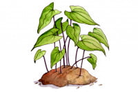 Epimedium011_3x2