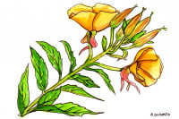 Evening-Primrose-Oil013_3x2