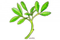 Fenugreek014_3x2