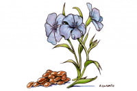 Flaxseed015_3x2