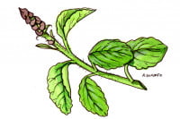 Forskolin017_3x2