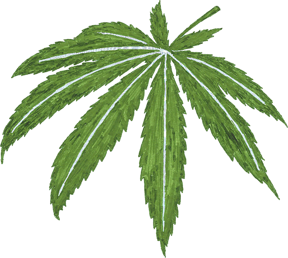 cannabis