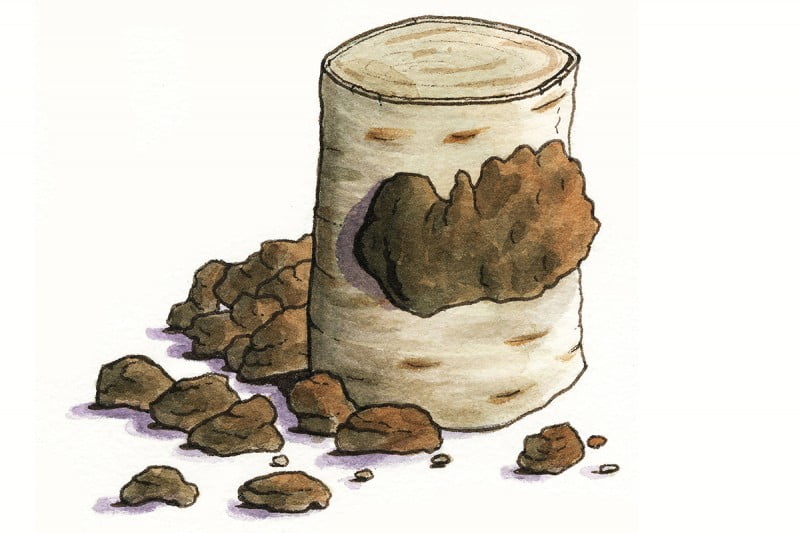 chaga-mushroom_3x2