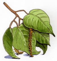 crotonlechleri