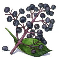elderberry_web