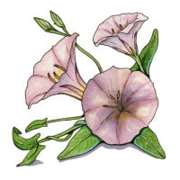 field-bindweed