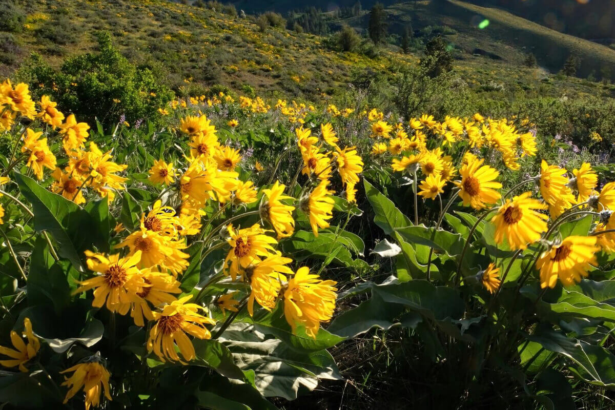 what-is-arnica-article1