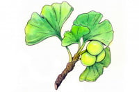 Ginkgo_3x2
