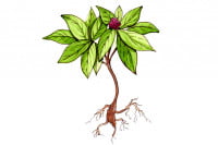 Ginseng-American-022_3x2
