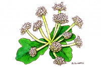 Glehnia024_3x2