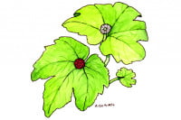 Goldenseal001_3x2