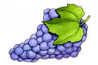 Grapeseed011_3x2