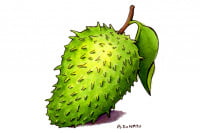 Graviola002_3x2
