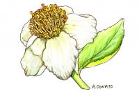 Green-Tea003_3x2