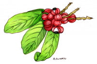Guarana004_3x2