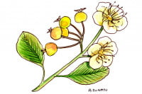 Hawthorn007_3x2