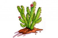 Hoodia009_3x2