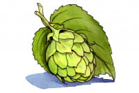 Hops011_3x2