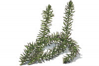 Huperziaserrata_3x2