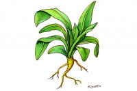 Isatis-Leaf027_3x2